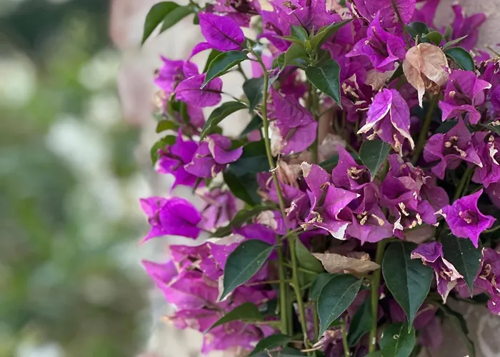 Monteleone Lejlighed *